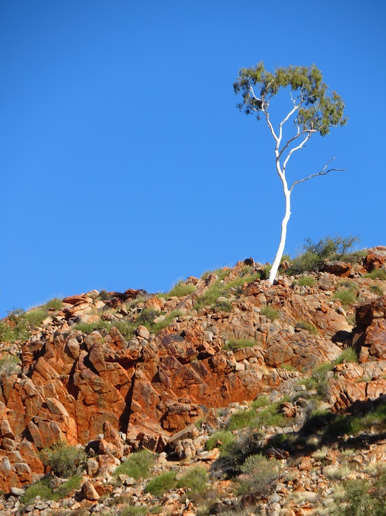 Ghost Gum on the Larapinta Trail