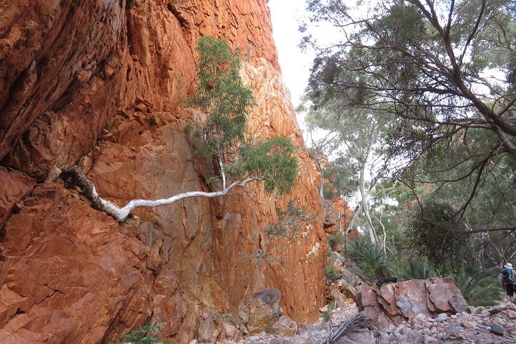 Spencer Gorge on the Larapinta Trail