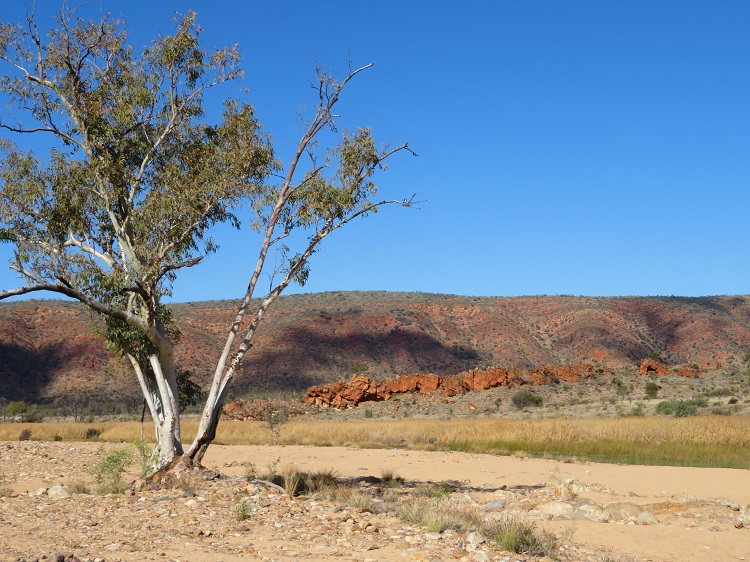 The Finke River on the Larapinta Trail