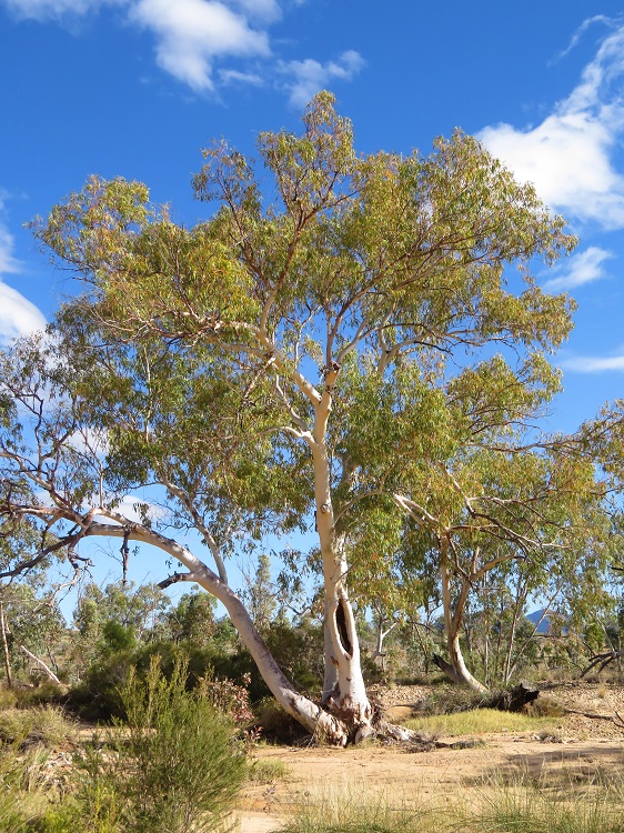 The Finke River on the Larapinta Trail