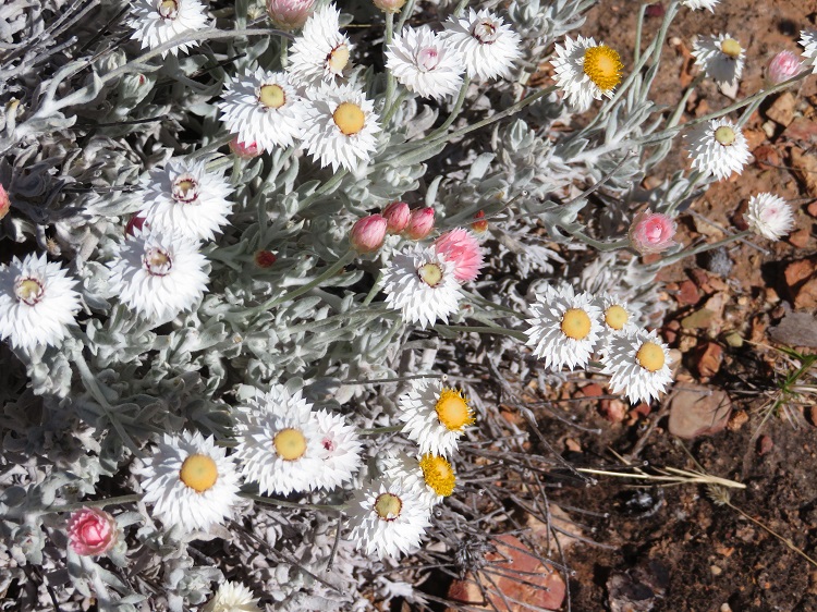 Australian flora on the Larapinta Trail