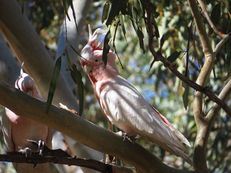 Australian birds on the Larapinta Trail