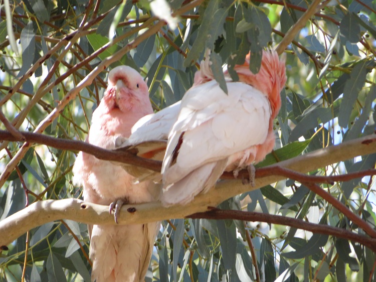 Australian birds on the Larapinta Trail