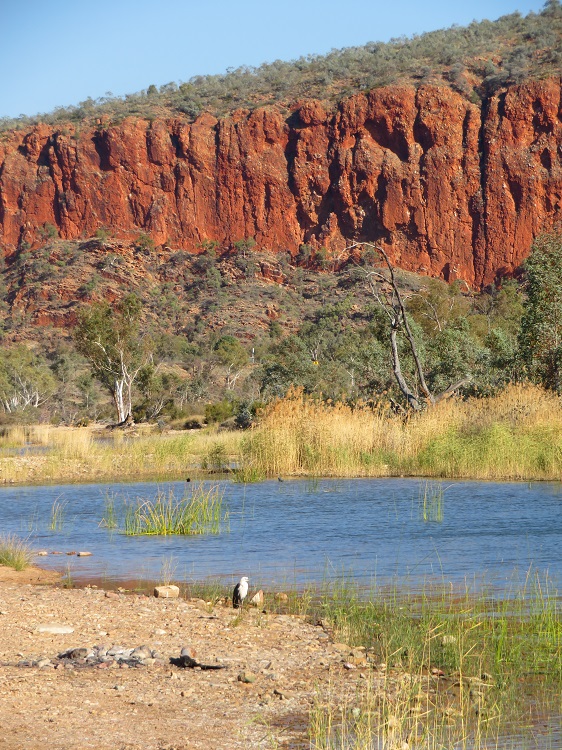 On the banks of the Finke River, Central Australia