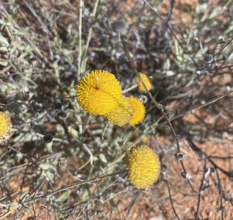 Bright yellow blooms on the Larapinta Trail Central Australia