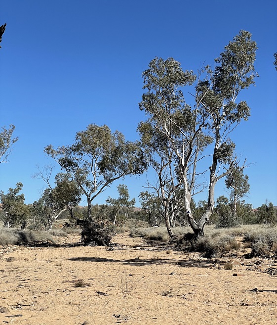 A dry creek bed on the Larapinta Trail, Central Australia