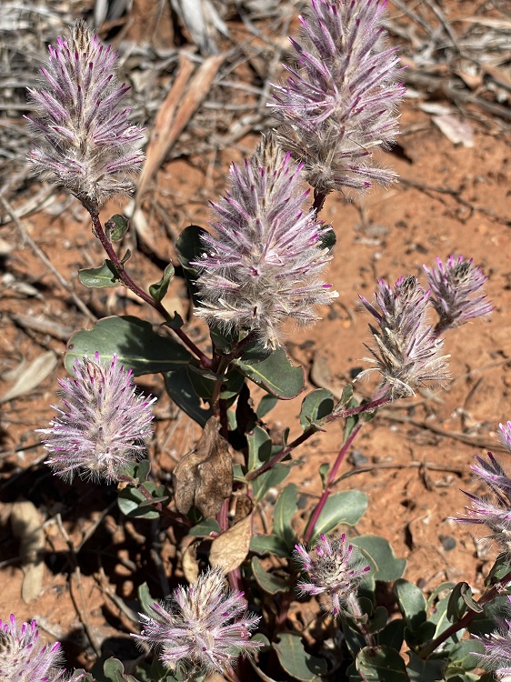 Walking in the Alice Valley on the Larapinta Trail, Central Australia