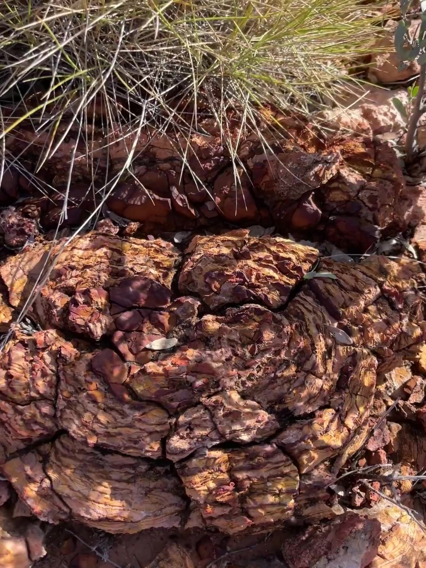 Fascinating geology on the Larapinta Trail