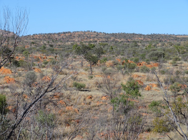 Walking through the Alice Valley on the Larapinta Trail Central Australia
