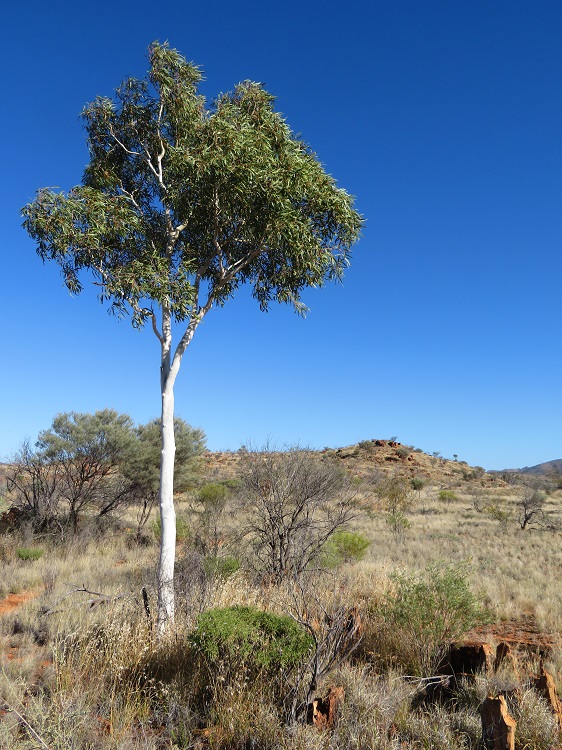 Walking through the Alice Valley on the Larapinta Trail Central Australia