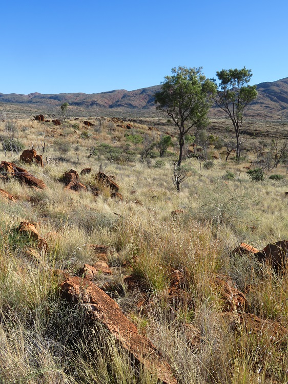 Walking through the Alice Valley on the Larapinta Trail Central Australia