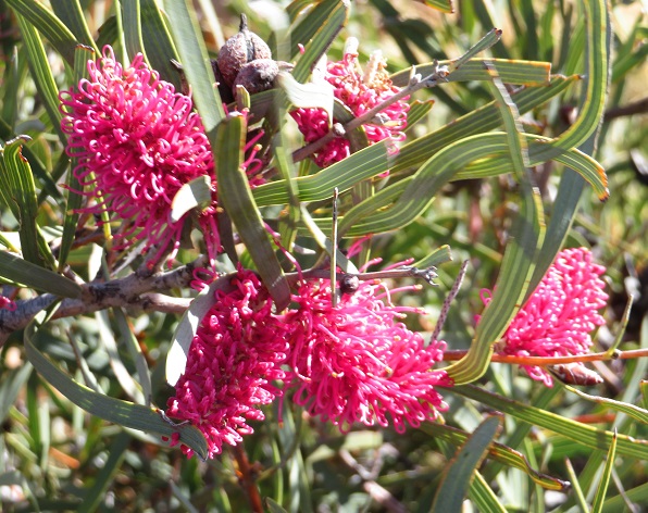 Australian flora on the top of the ridge heading towards Counts Point on the Larapinta Trail, Central Australia