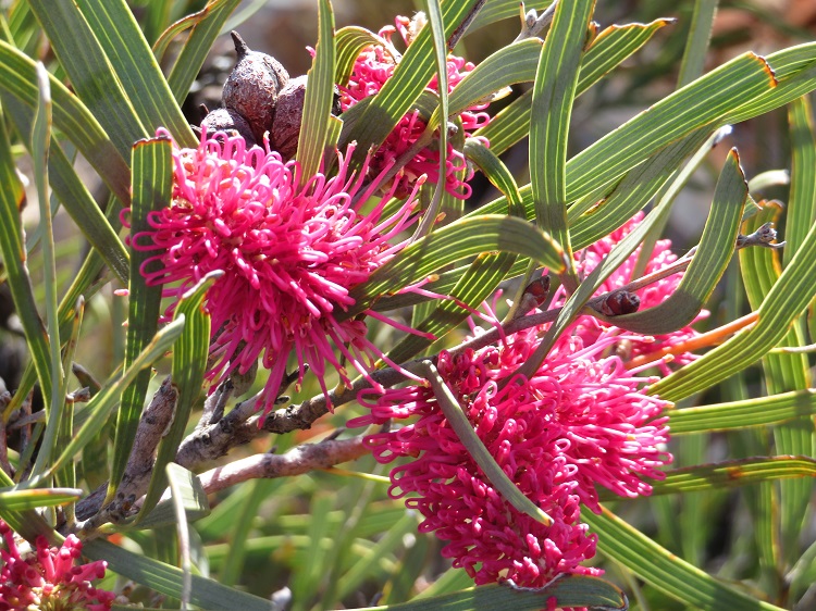 Australian flora on the top of the ridge heading towards Counts Point on the Larapinta Trail, Central Australia