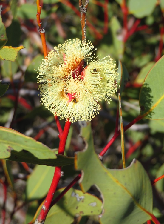 Australian flora on The Larapinta Trail
