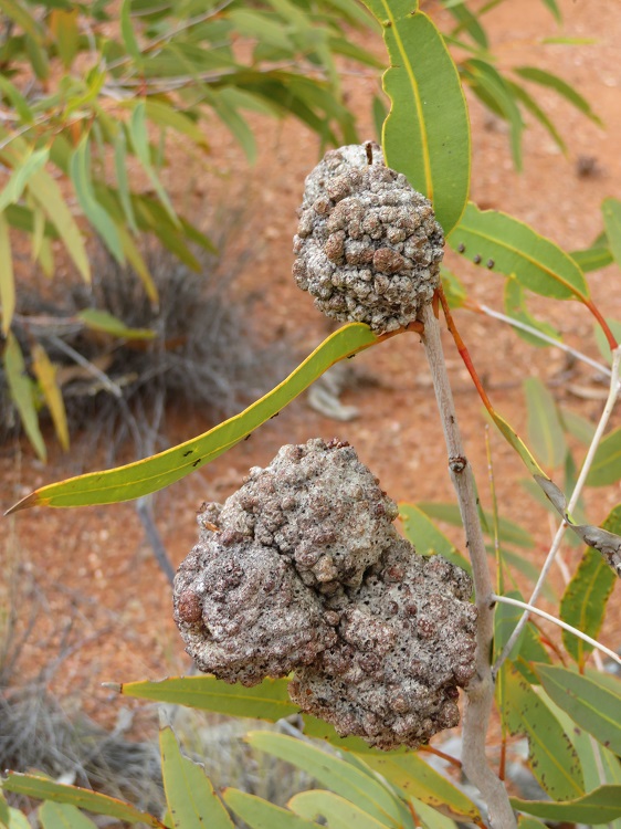 Australian flora on The Larapinta Trail