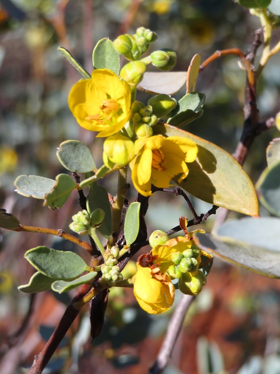 Australian Flora, Central Australia