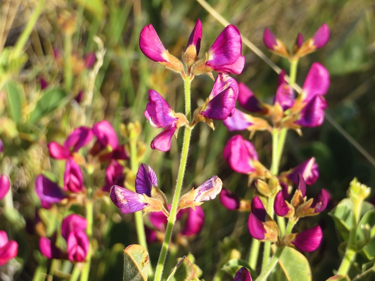 Heading back down from Mt Sonder, Central Australia