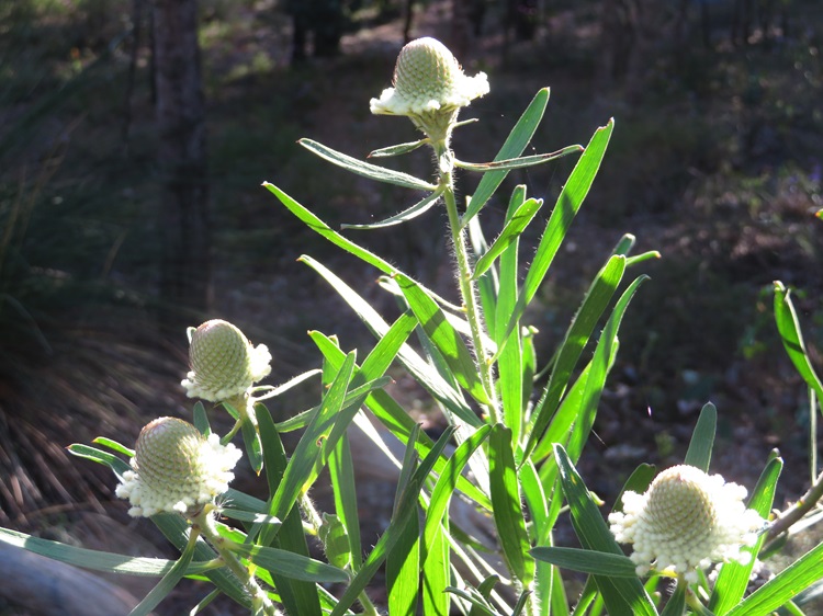 The Bibbulmun Track, Western Australia
