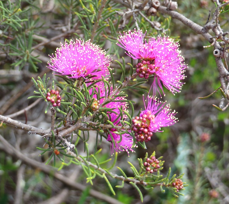 The Bibbulmun Track, Western Australia