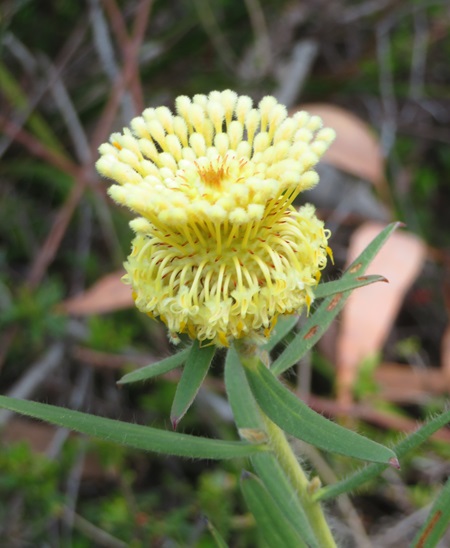 The Bibbulmun Track, Western Australia