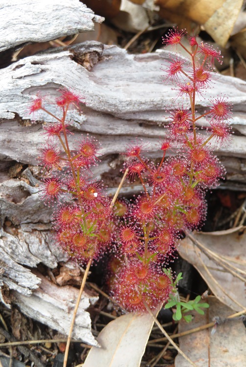 The Bibbulmun Track, Western Australia