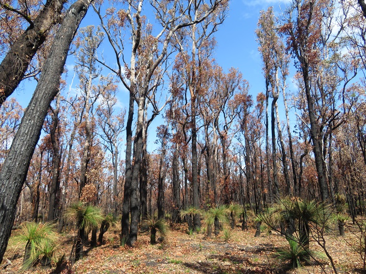 The Bibbulmun Track, Western Australia