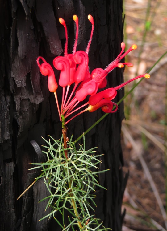 The Bibbulmun Track, Western Australia
