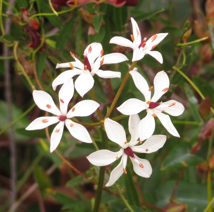 The Bibbulmun Track, Western Australia