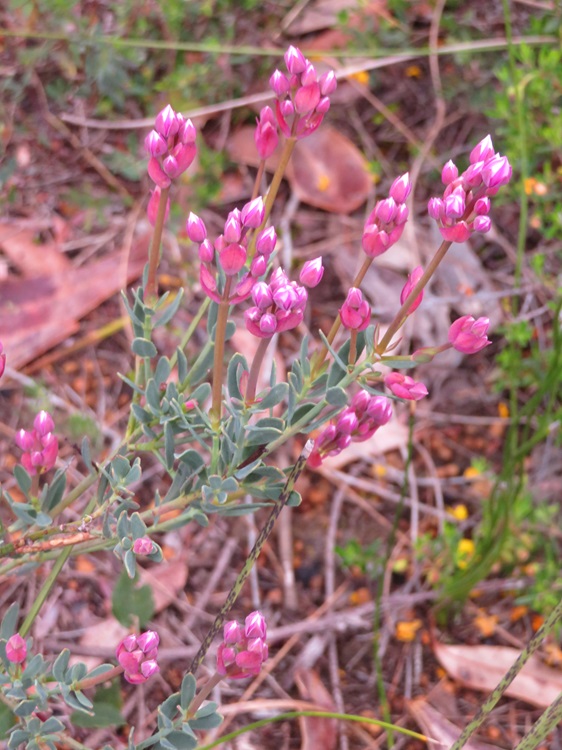 The Bibbulmun Track, Western Australia
