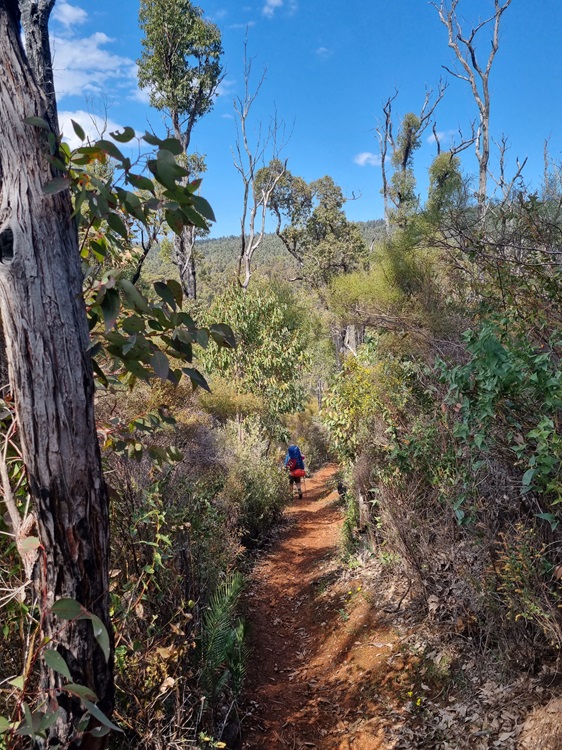 Heading downhill through a green tunnel on the Bibbulmun Track