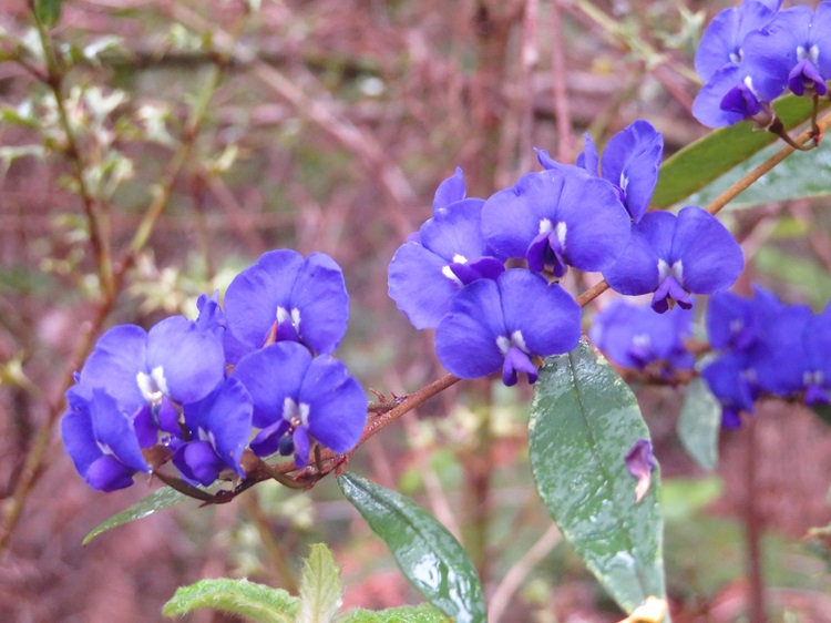 Views from the Bibbulmun Track
