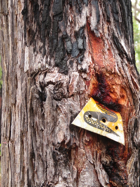 Sign on the Bibbulmun Track being swallowed by a tree
