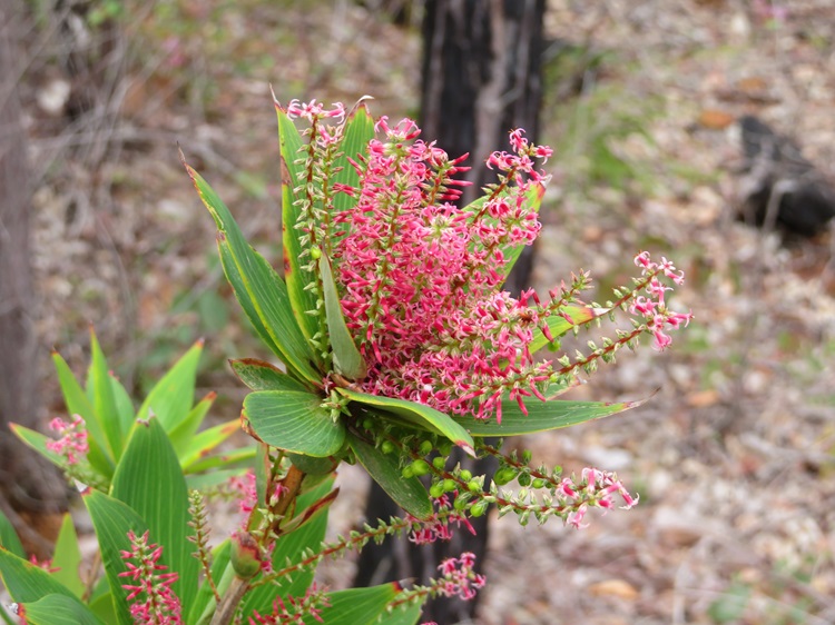 Native flora on the Bibbulmun Track