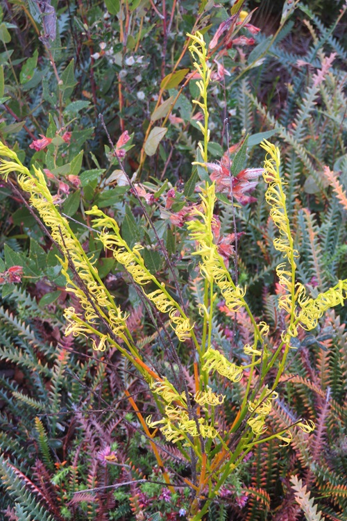 Native flora on the Bibbulmun Track