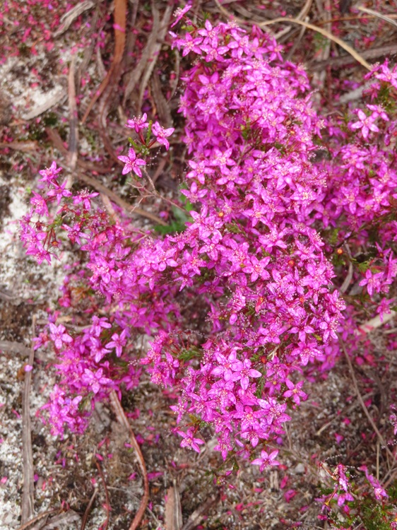 Native flora on the Bibbulmun Track