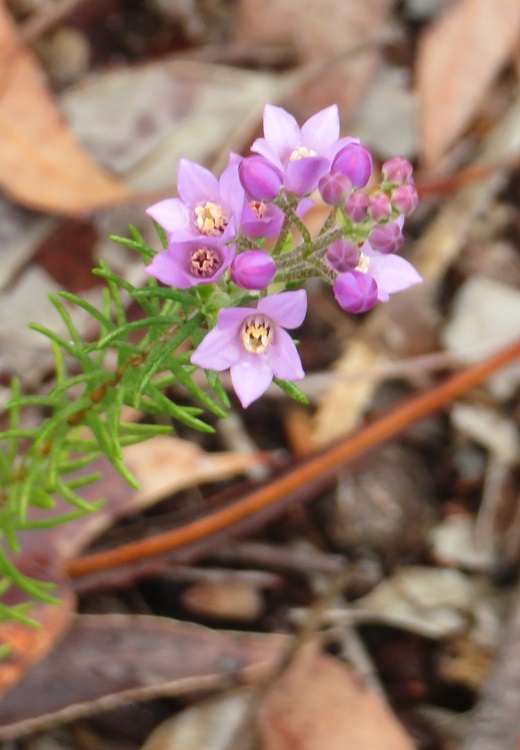 Native flora on the Bibbulmun Track