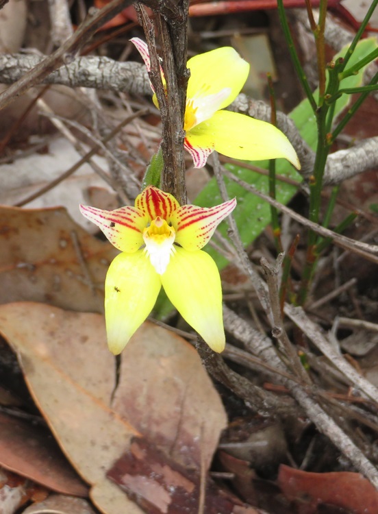 Native flora on the Bibbulmun Track