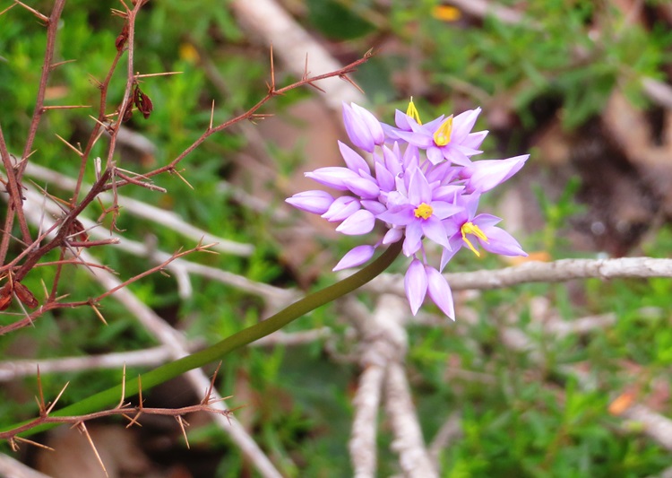 Native flora on the Bibbulmun Track