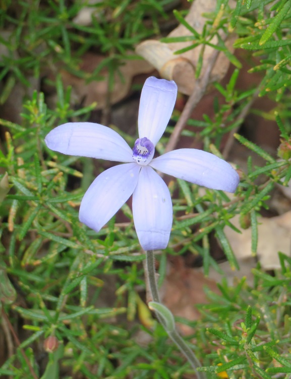 Native flora on the Bibbulmun Track