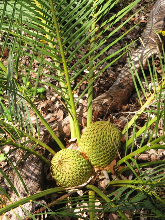 Native flora on the Bibbulmun Track