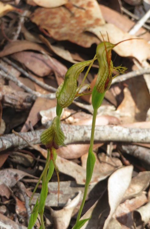 An orchid on the Bibbulmun Track