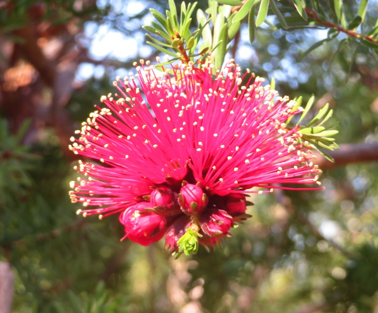 Native flora on the Bibbulmun Track