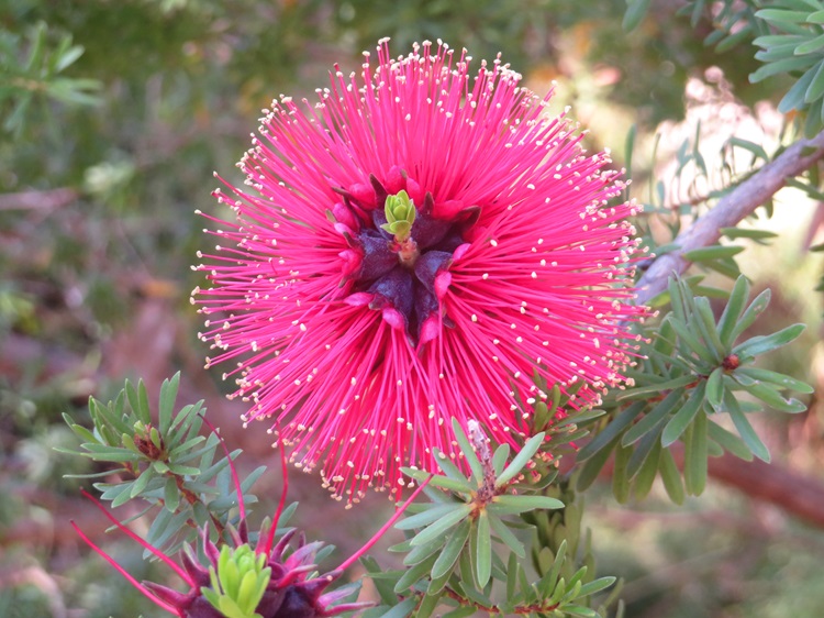 Native flora on the Bibbulmun Track