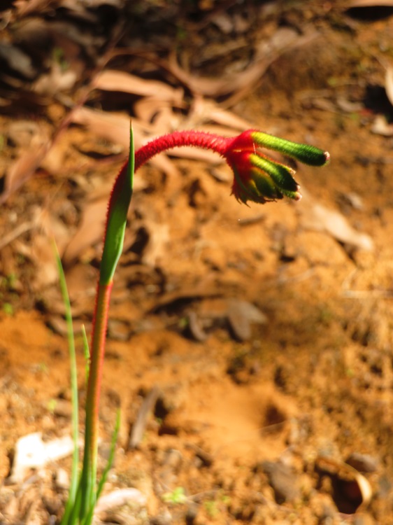 Native flora on the Bibbulmun Track