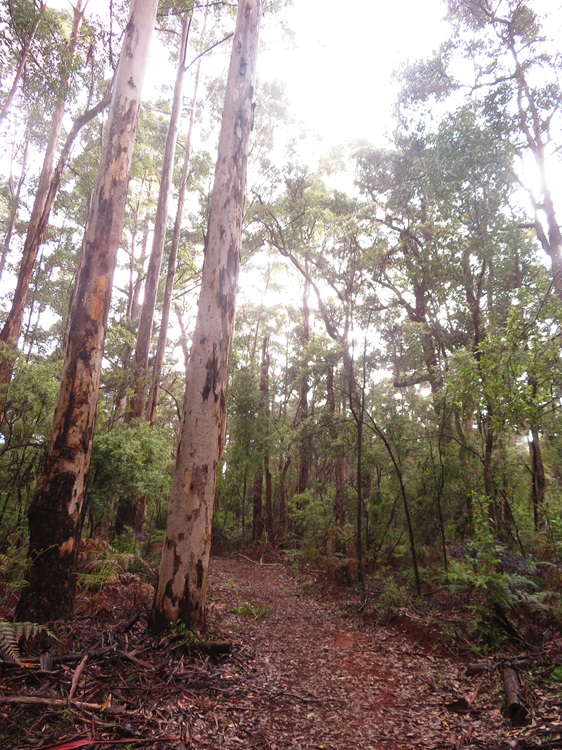 Views from the Bibbulmun Track
