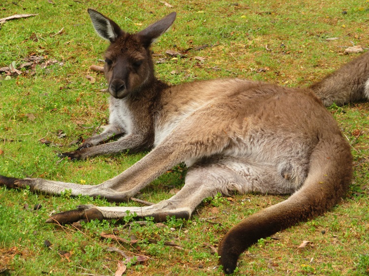 Kangaroos at Donnelly River Village