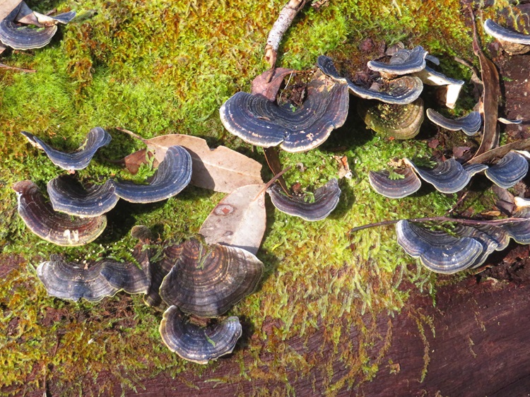Fabulous fungi on the Bibbulmun Track