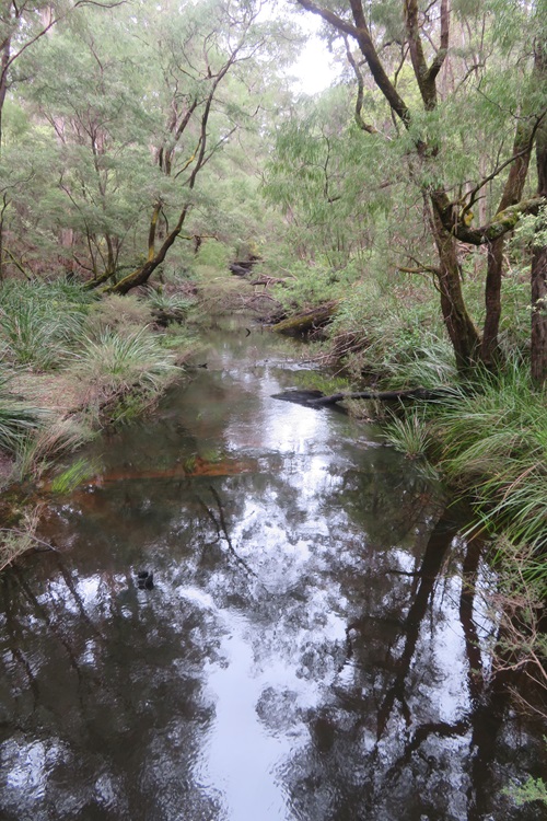 Tree Bridges on the Bibbulmun Track