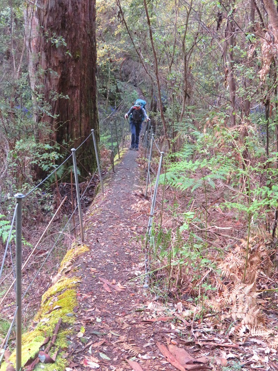 Tree Bridges on the Bibbulmun Track