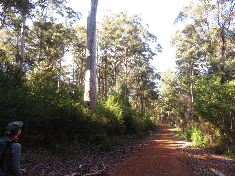 Tall Trees on the Bibbulmun Track